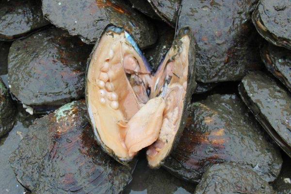 河蚌繁殖方式