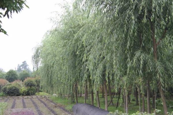 柳树种植技术与管理