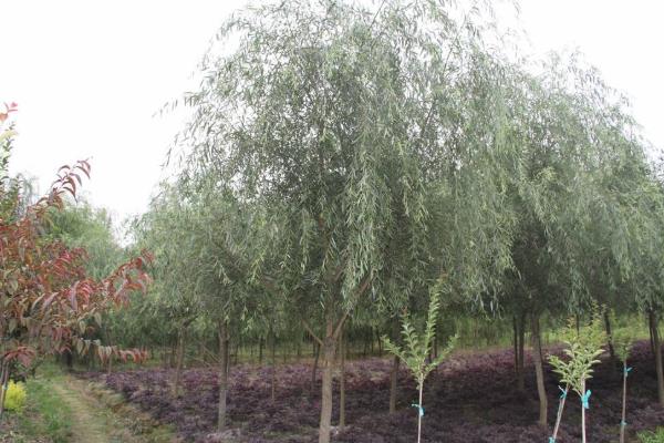 柳树种植技术与管理