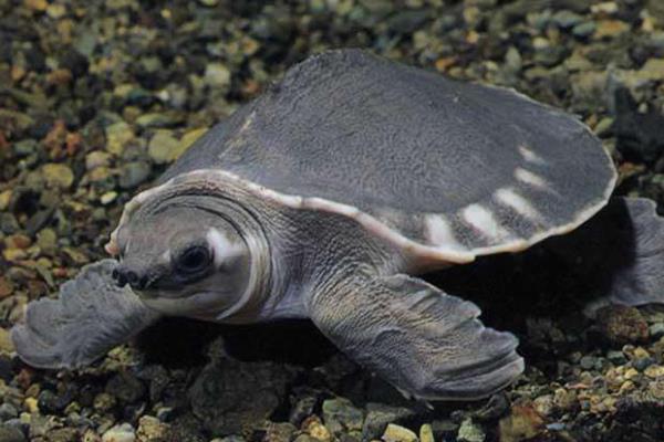 猪鼻龟一年能长几厘米