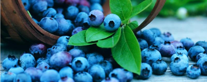 蓝莓价格多少钱一斤，蓝莓每天能吃多少克