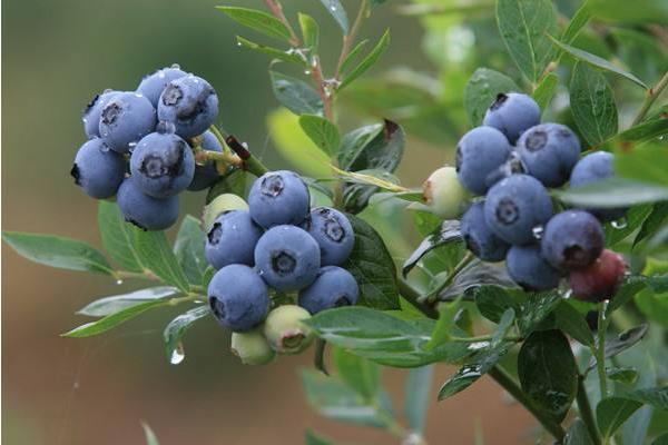 蓝莓价格多少钱一斤