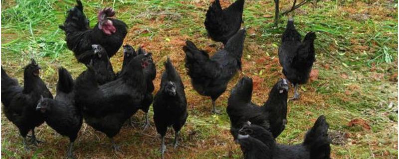 五黑鸡养殖前景怎样，附养殖风险