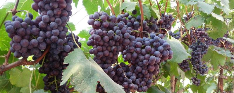 种什么葡萄品种好，需结合当地的气候条件