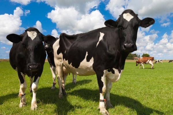 奶牛养殖前景好吗