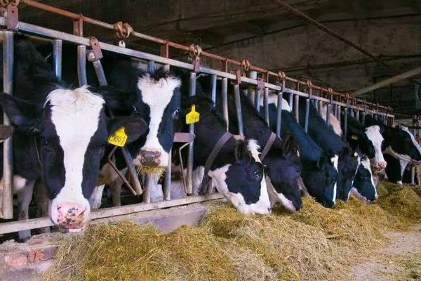 奶牛养殖前景好吗