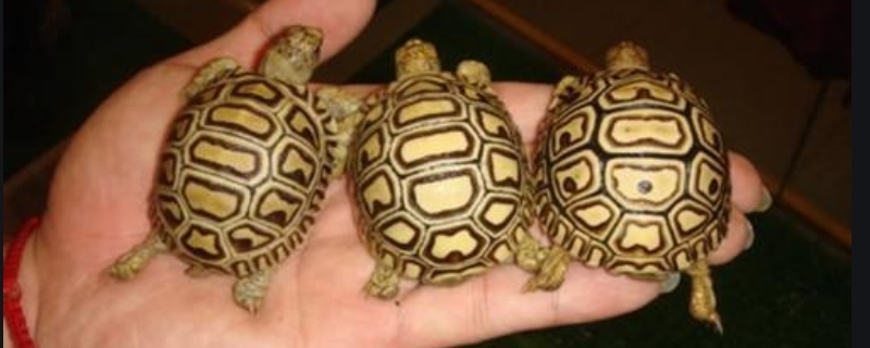 家养的豹龟吃什么草、菜作为龟粮？附繁殖与分布地区