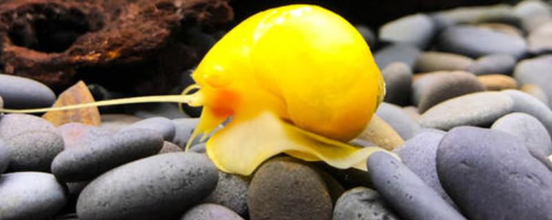 黄金螺怎么繁殖，附生活习性