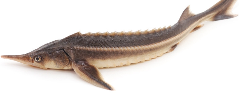 底栖鱼类鲟鱼吃什么饵料作为食物？鲟鱼的价值