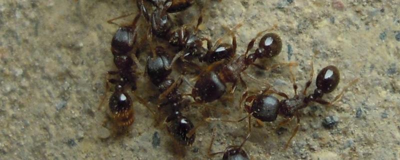蚂蚁用什么农药，防范蚂蚁的措施