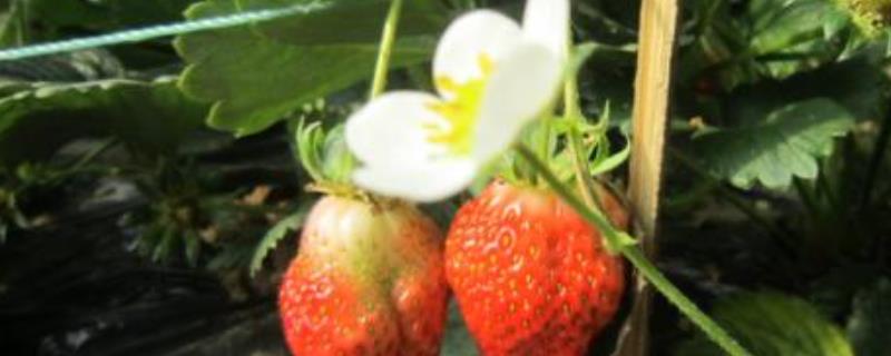 草莓的花是什么颜色？有香味吗