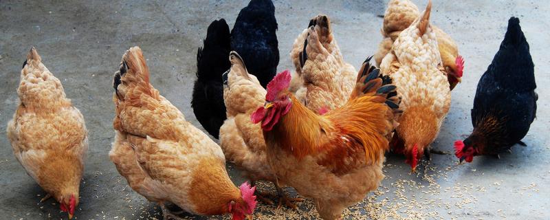 林地养鸡应注意的几个问题，林地养鸡高效、节能