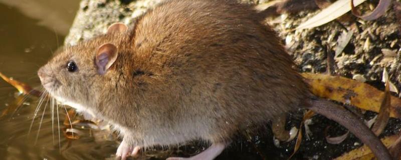 老鼠是怎么过冬的，繁殖能力强吗