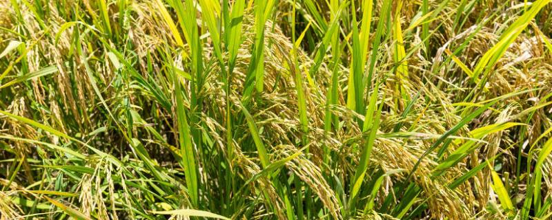 什么水稻品种亩产1365公斤？种植前景怎么样？