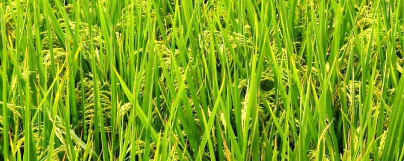 水稻主要病虫害有哪些，怎么防治