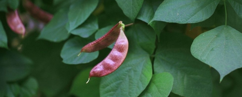 眉豆怎么种，喜欢在温和的地方生长