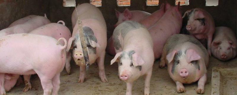现在建一个环保养猪场要投资多少钱？猪场选址条件及注意事项有哪些？