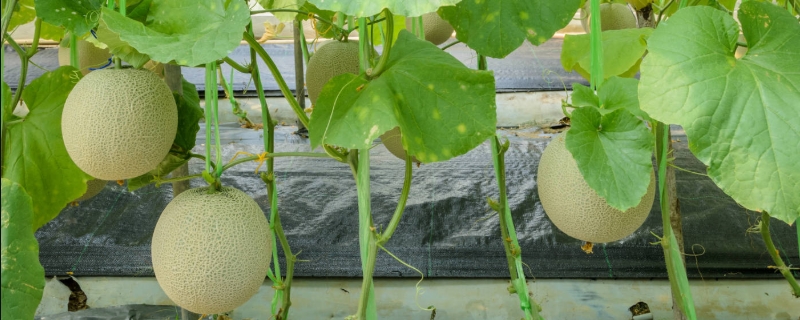 香瓜种植技术与管理法，香瓜种植要点