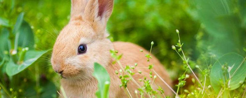 宠物公主兔价格多少钱一只？它能长多大？好养吗？怎样养长得好？