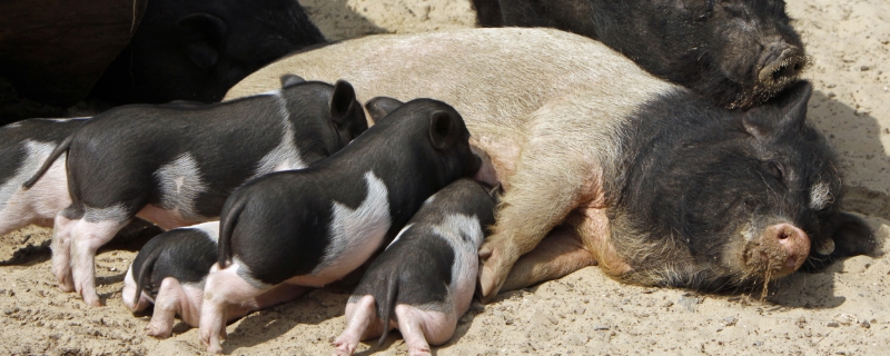 如何养殖母猪，母猪养殖要点