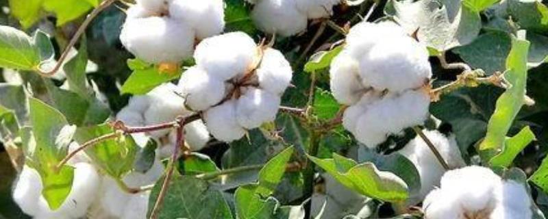 棉花一般什么时候种植？产地分布在哪些地方