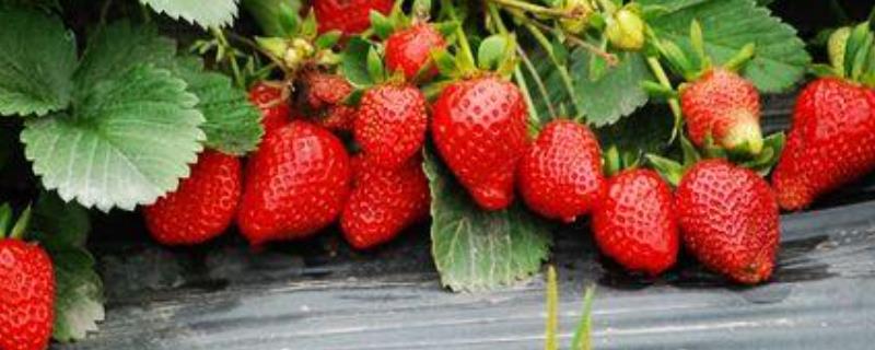 北方昌平草莓采摘季节是什么时候(几月份)？怎么挑选和保存