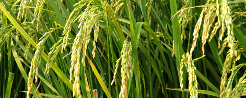 水稻种植的步骤，栽培之前先整地