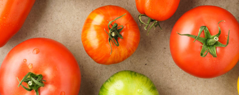 西红柿种植时间，附种植方法