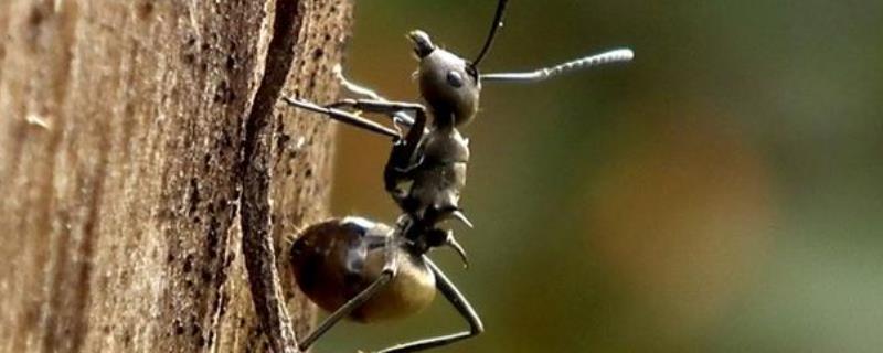 蚂蚁是不是昆虫？被蚂蚁咬了怎么办
