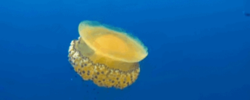 蛋黄水母是什么样的动物？有毒吗，被咬后如何处理