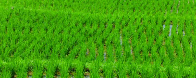 水稻的灌浆期是什么时候？水稻灌浆期间田间管理技术