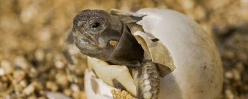 乌龟蛋怎么孵化？孵化时和孵化后怎样管理？