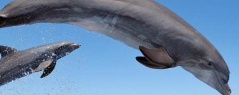 鲸鱼祖先是什么？鲸鱼是不是鱼类？鲸鱼的分类是什么