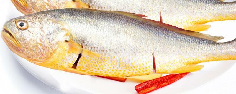 黄花鱼价格一般多少钱一斤？和白姑鱼有什么区别