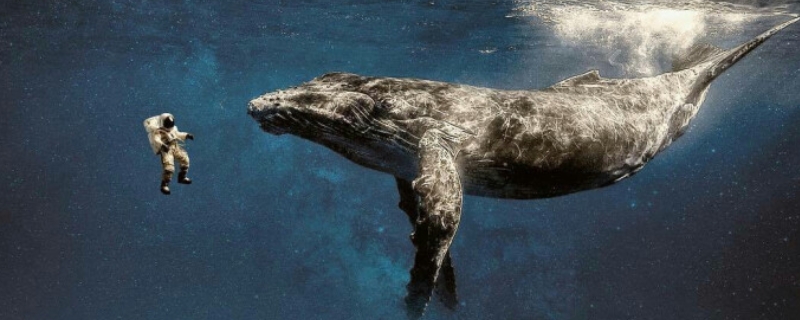 全世界鲸鱼一共有多少个种类？附鲸鱼种类大全