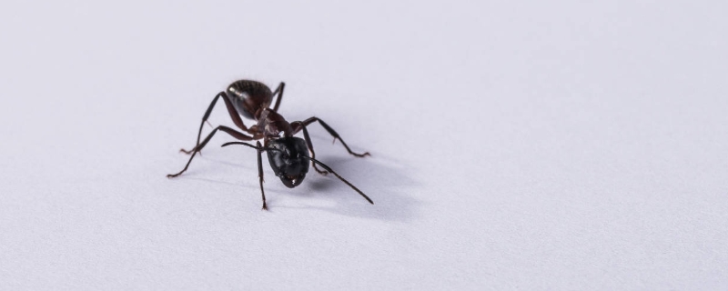 蚂蚁怕什么？天敌是谁？如何清除蚂蚁