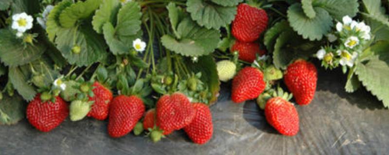 盆栽草莓种植方法，注意病虫害及时防治
