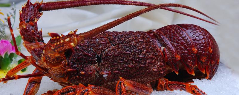 澳洲龙虾价格大概多少钱一斤？详解养殖技术