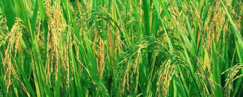 水稻出现早衰的原因及预防措施介绍，必须选择合适水稻的土壤