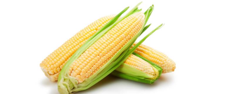 玉米种植怎样防治病虫害？玉米高产种植技术，注意要科学施肥