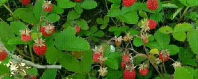 蛇莓是什么？和野草莓有什么区别