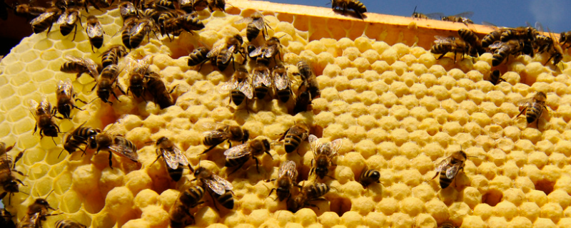 养殖蜜蜂的管理技术及要点，注意病虫害防护