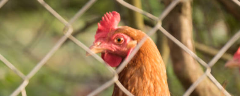 散养鸡的养殖方法，养殖过程中需注意的事项