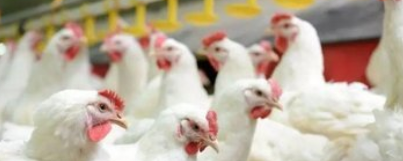 速成鸡的养殖方法，不同阶段饲喂的饲料不同