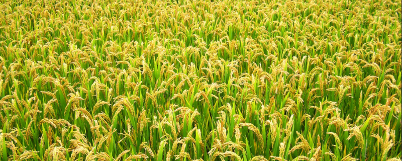 水稻怎样提高产量？水稻高产种植管理技术，以及害虫防治