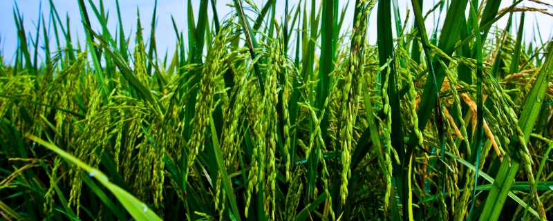 稻花香2号水稻标准化栽培技术，附种植管理方法