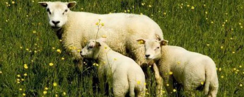 羊的体外寄生虫怎样预防与治疗？寄生虫主要有哪些