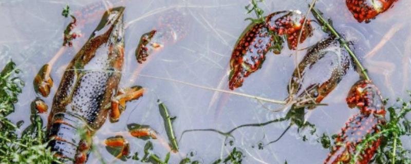 小龙虾苗种产量低的原因和改进方法