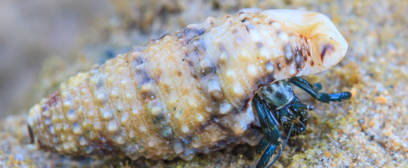 寄居蟹平时喜欢吃什么食物，附养殖的注意事项