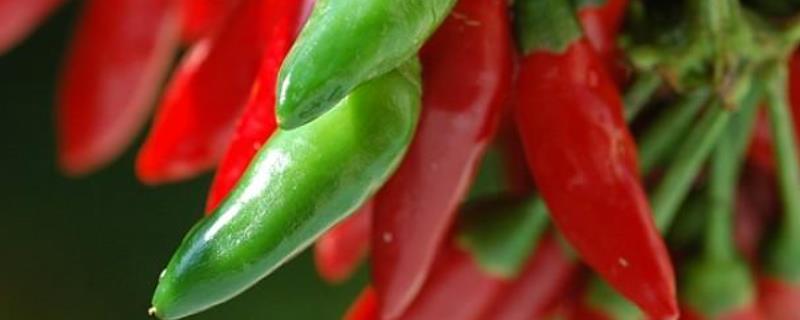 辣椒可跟什么农作物混种，和韭菜混种要注意间距